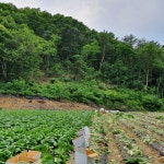 강원도 김장배추 포기배추 생배추 3포기 : 홍천삼포농장