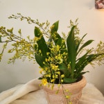 환타지아난 핑크 겨울난 향기나는 서양난 온시디움 : 봉봉슈네