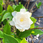 치도자율관리공동체 영어조합법인 | [나무인] 꽃치자나무 개화주 : 나무인 영농조합법인