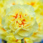 수선화   잉글리쉬 스타일    특급  구근 1알     꽃보러가자 : 꽃보러가자