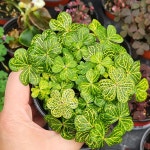 황금그물무늬 사랑초 황금잎맥마르티아나 마르타 옥살리스 코림보사 : 가훼하우스