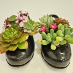 도웅골다육이 다육식물 DIY 키트 원예 생물 키트 고무신 : 도웅골