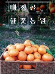 대정귤 고당도 조생귤 5키로 : 대정골 귤꽃농원