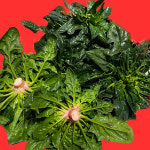 비금도 섬초 신안 월동 겨울 노지 시금치 당일수확 1kg, 1개 : 다색농장