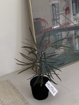 아랄리아 아라리오 실내 공기정화 반려 카페 인테리어 식물 : 왓더플랜트