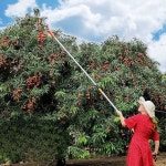 무선 전지 가위 전동 접이식 고지가위 충전 가지치기 : 끼앤깡