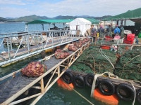 통영 홍가리비 1kg 비단 세척 대왕 제철 선별 캠핑 조개구이 : 산지 밥상