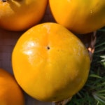 부유단감 경남 진영 단감 1kg/3kg/5kg/10kg : 민생상회