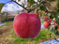 [사과 품평회 우수상]강원도 3816 양구 펀치볼 부사 꿀사과 5KG : 백설공주가 사랑한 양구사과