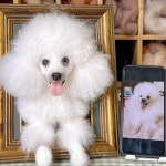 맞춤형 강아지 양모액자 고양이 실사 양모펠트 반려동물 기념 선물 완성품 : 루미플레닛