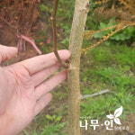 [나무인] 수퍼오디 왕오디 수퍼뽕나무 결실주 : 나무인 영농조합법인