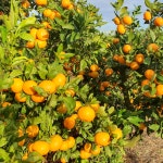 제주 감귤 노지 조생귤 타이벡 황금향 하우스 제철 서귀포 가정용 선물세트 : 별숲농장