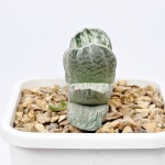 흑검 :음지에서 잘 자라는 흰 줄무늬와 꽃이 아름다운 하월시아 2557 : 아프리카식물-사바나농장