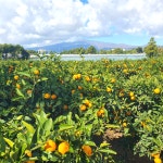 제주 감귤 노지 조생귤 타이벡 황금향 하우스 제철 서귀포 가정용 선물세트 : 별숲농장