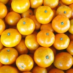 제주 감귤 노지 조생귤 타이벡 황금향 하우스 제철 서귀포 가정용 선물세트 : 별숲농장