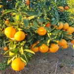 제주 감귤 노지 조생귤 타이벡 황금향 하우스 제철 서귀포 가정용 선물세트 : 별숲농장