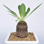 철갑환 (중대품) : 단단히 쌓이는 외피와 초록 청아한 잎에 예쁜 꽃 2554 : 아프리카식물-사바나농장