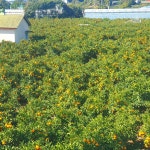 제주 감귤 노지 조생귤 타이벡 황금향 하우스 제철 서귀포 가정용 선물세트 : 별숲농장