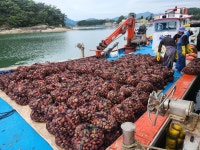 통영 홍가리비 1kg 비단 세척 대왕 제철 선별 캠핑 조개구이 : 산지 밥상