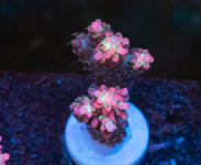 재입고[SPS] 스트로베리 S 프랙 : 코통령