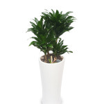 콤팩타 개업화분 축하화분 개업식 개업선물 식당 카페 개원 집들이 승진 취임 부임 영전 전국당일무료배송 실내관엽식물 : 데일리 플라워