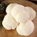 생 노루궁뎅이 버섯 1kg 지리산 산청 약용 식용 버섯 6팩 12개입 : 둥굴맘