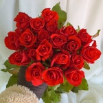 [월수금 출고] 빨간장미 꽃 생화 1단 농장직송 : 온화공