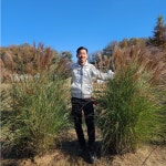 모닝라이트 6치포트 그라스 갈대 억새 그라실리무스 : 에버그린농원