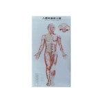성보사 인체경혈도 한글병용 34.5x75cm DB609B 9장/권 : 만물다파라