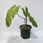 필로덴드론 파라이소베르디 : 소에르