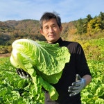 진도그루브 19년차 절임배추 20kg : 진도그루브