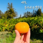 제주 감귤 서귀포 고당도 노지 조생감귤 황금향 봄이네 3KG 5KG 10KG : iambom