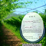 돼지감자즙 양배추즙 전문 여주즙 진액 엑기스 60포 : 옹달샘농장2019