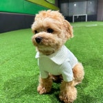 강아지히트텍 멍트텍 발열기능성 코듀로이 카라 티셔츠 강아지겨울옷 S : 하늘댕댕