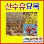 (SR소망)산수유나무묘목 4년생(분)1그루 결실주 : 소망원예