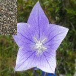 슈퍼도라지씨앗(20g) wj032 : 소망원예농원