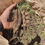 제주 생 흙 더덕 10kg 파지 초리 더덕즙 엑기스용 산지 농장 직송 : 제주행복마을