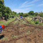 제주 생 흙 더덕 10kg 파지 초리 더덕즙 엑기스용 산지 농장 직송 : 제주행복마을
