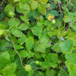 제주 생 흙 더덕 10kg 파지 초리 더덕즙 엑기스용 산지 농장 직송 : 제주행복마을