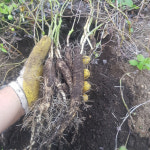 제주 생 흙 더덕 10kg 파지 초리 더덕즙 엑기스용 산지 농장 직송 : 제주행복마을