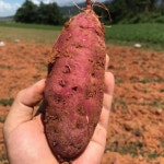 해남 무농약 꿀고구마 베니하루카 세척 고구마 3kg 5kg 10kg : 영앤피쉬