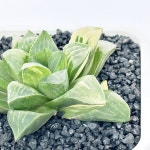 하월시아 수금 : 투명함과 아름다운 금빛 무늬 2666 : 아프리카식물-사바나농장