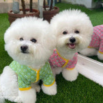 누빔 꽃 가디건 강아지 겨울옷 산책 가디건 입히기 쉬운 옷 애견 : 모모스페이스