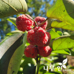 [나무인] 접목꾸지뽕묘목 : 나무인 영농조합법인