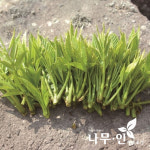 [나무인] 들메나무 포트묘 : 나무인 영농조합법인