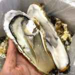 석화 여수 바위 각 굴 여수굴 벚굴 구이 3kg 5kg 10kg : 오앤와이스토어