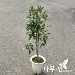 치도자율관리공동체 영어조합법인 | [나무인] 치자나무 열매치자나무 개화주 : 나무인 영농조합법인