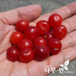 [나무인] 왕앵두나무 포트재배목 : 나무인 영농조합법인