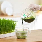 대관령청정농원 밀싹 비누 세안 세수 클렌징 천연 수제 비누 : 대관령청정농원