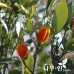 치도자율관리공동체 영어조합법인 | [나무인] 치자나무 열매치자나무 개화주 : 나무인 영농조합법인
